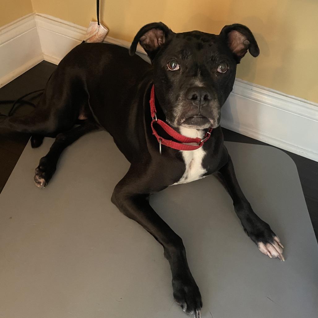 Izzie — thumbnail 3