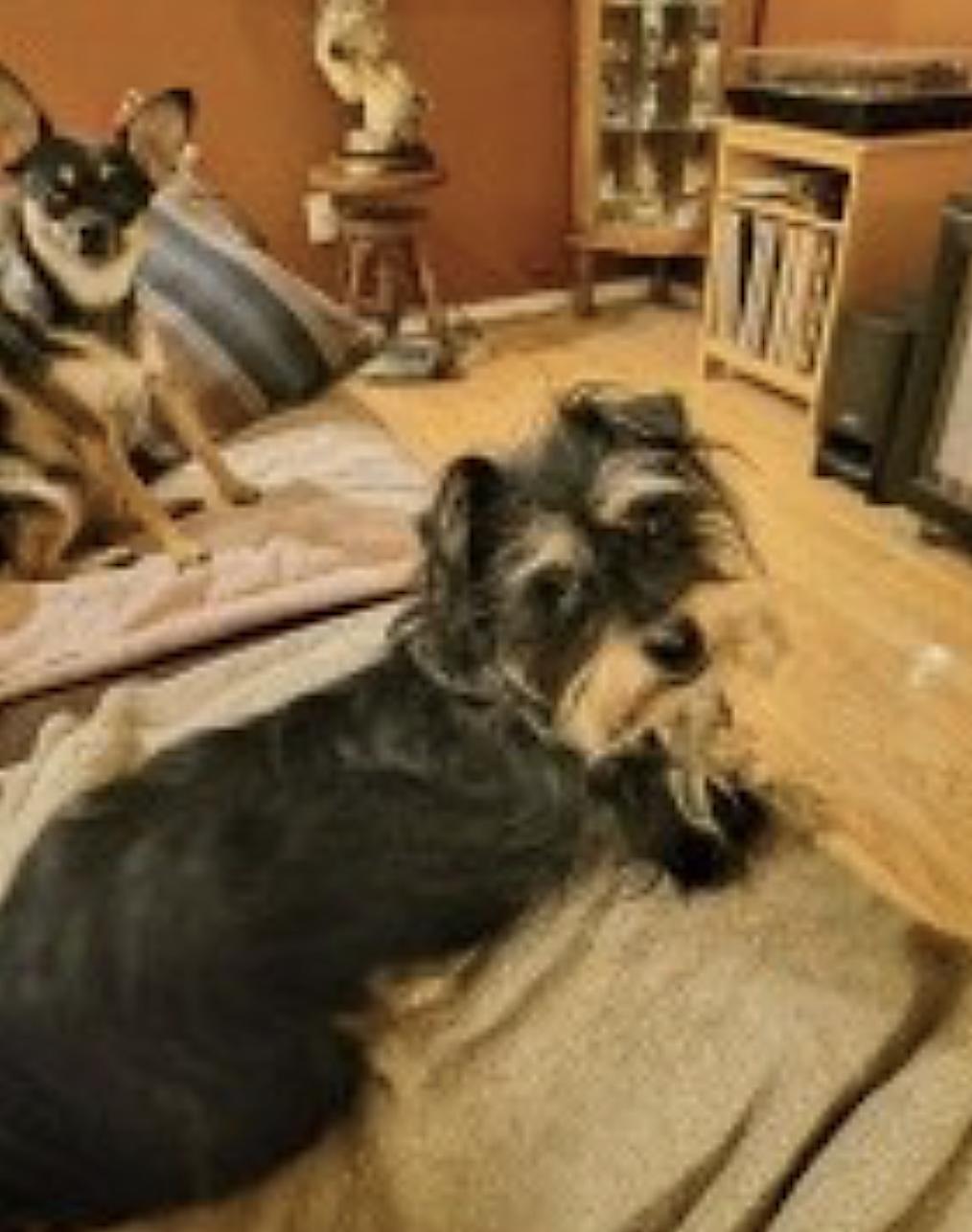 Buddy and Chica — thumbnail 3