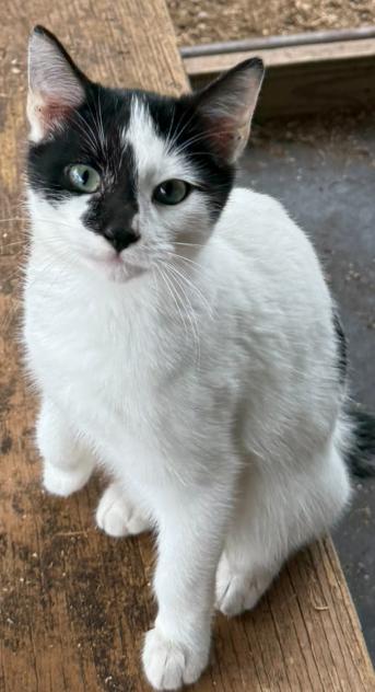 Ace, ADOPTABLE, Young Male Domestic Short Hair.