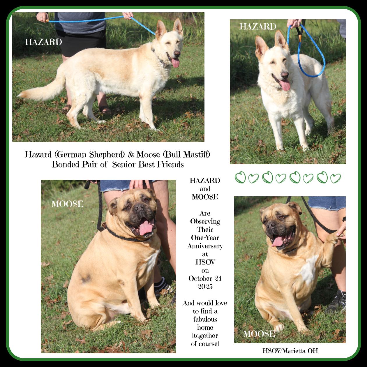 Hazard & Moose thumbnail 6