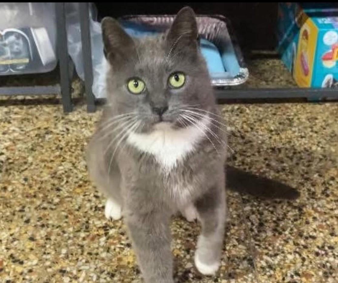 Frankie, Adoptable, Adult Female Domestic Short Hair.