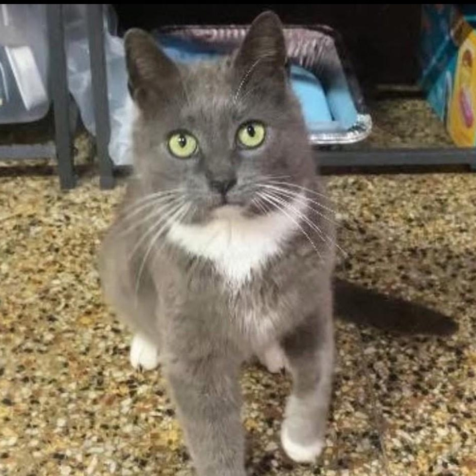 Enlarge Frankie, a Adoptable Domestic Short Hair in Shippenville, PA image 1/2