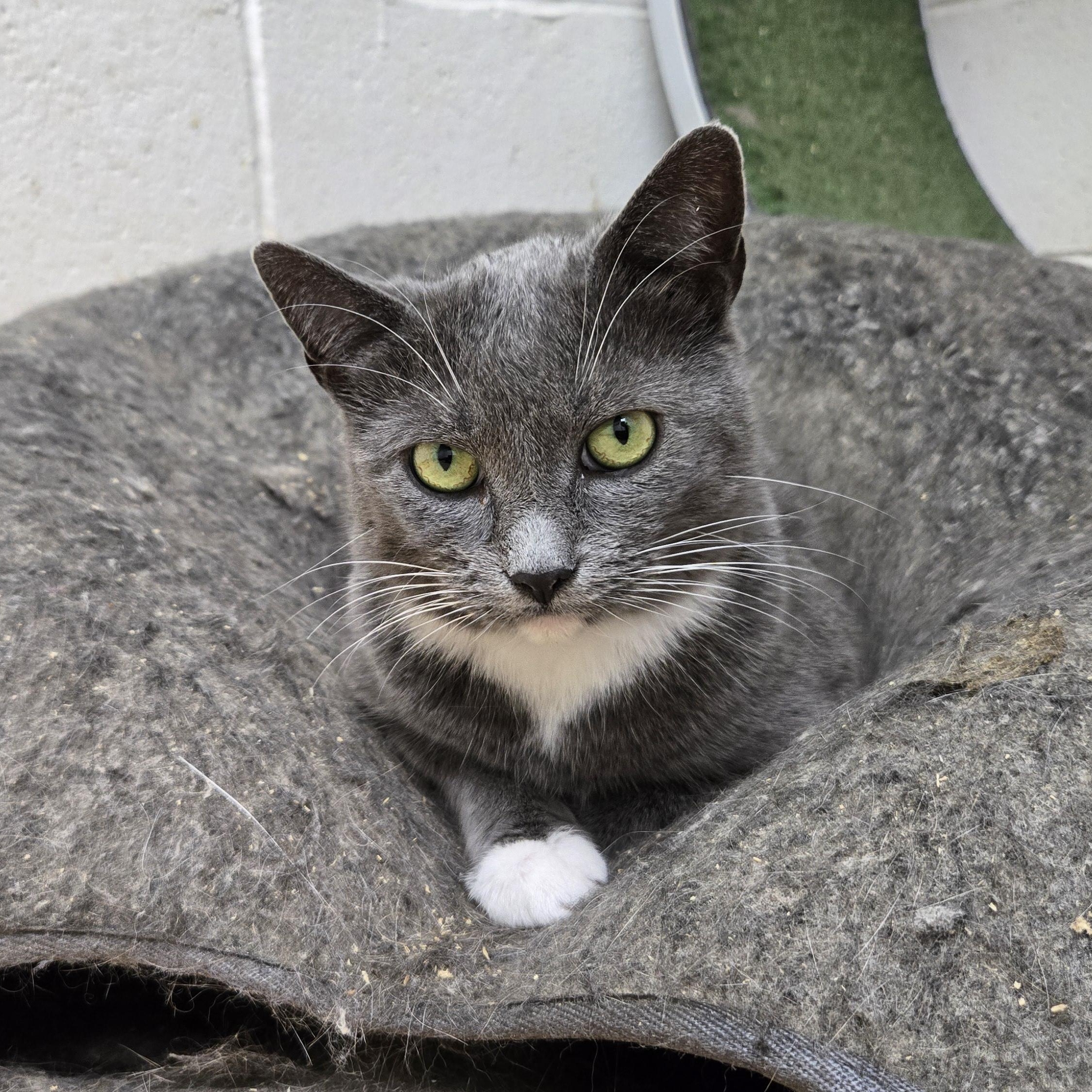 Enlarge Frankie, a Adoptable Domestic Short Hair in Shippenville, PA image 2/2