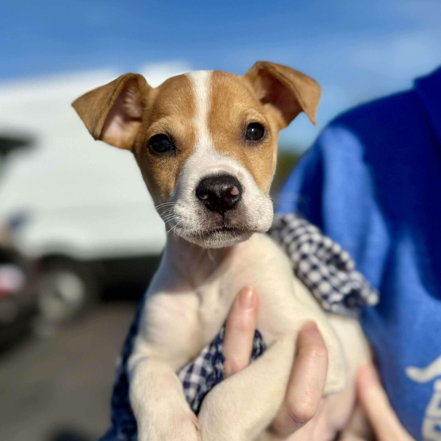 Enlarge Ravioli , a Adoptable mixed breed in Smithfield, RI image 2/6