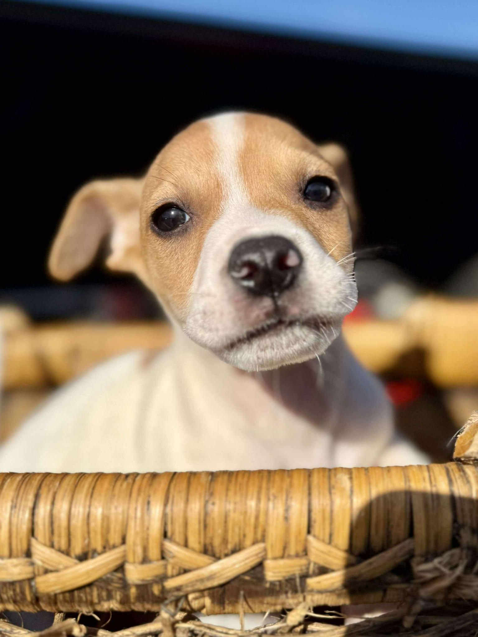 Enlarge Ravioli , a Adoptable mixed breed in Smithfield, RI image 3/6
