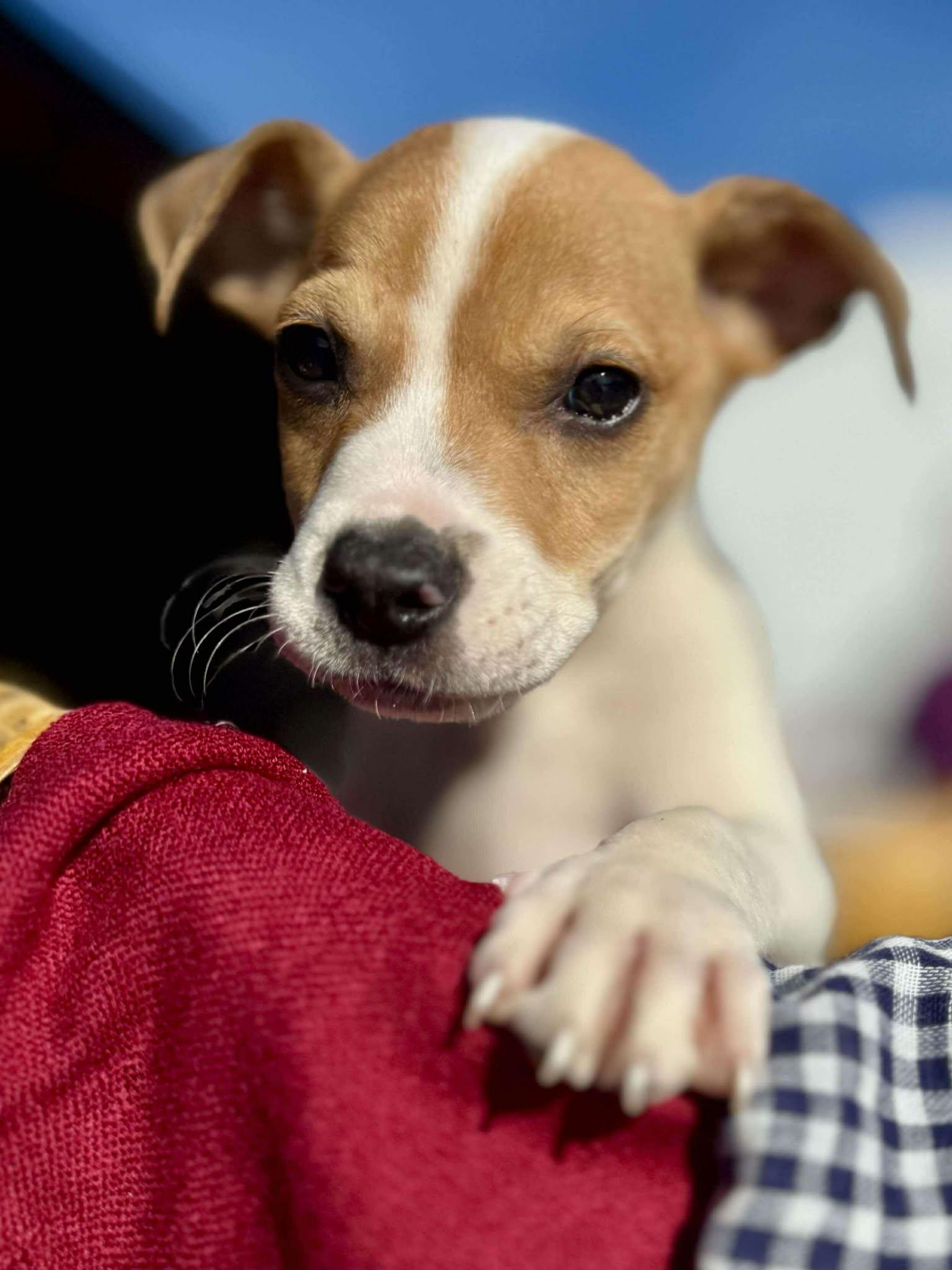 Enlarge Ravioli , a Adoptable mixed breed in Smithfield, RI image 5/6