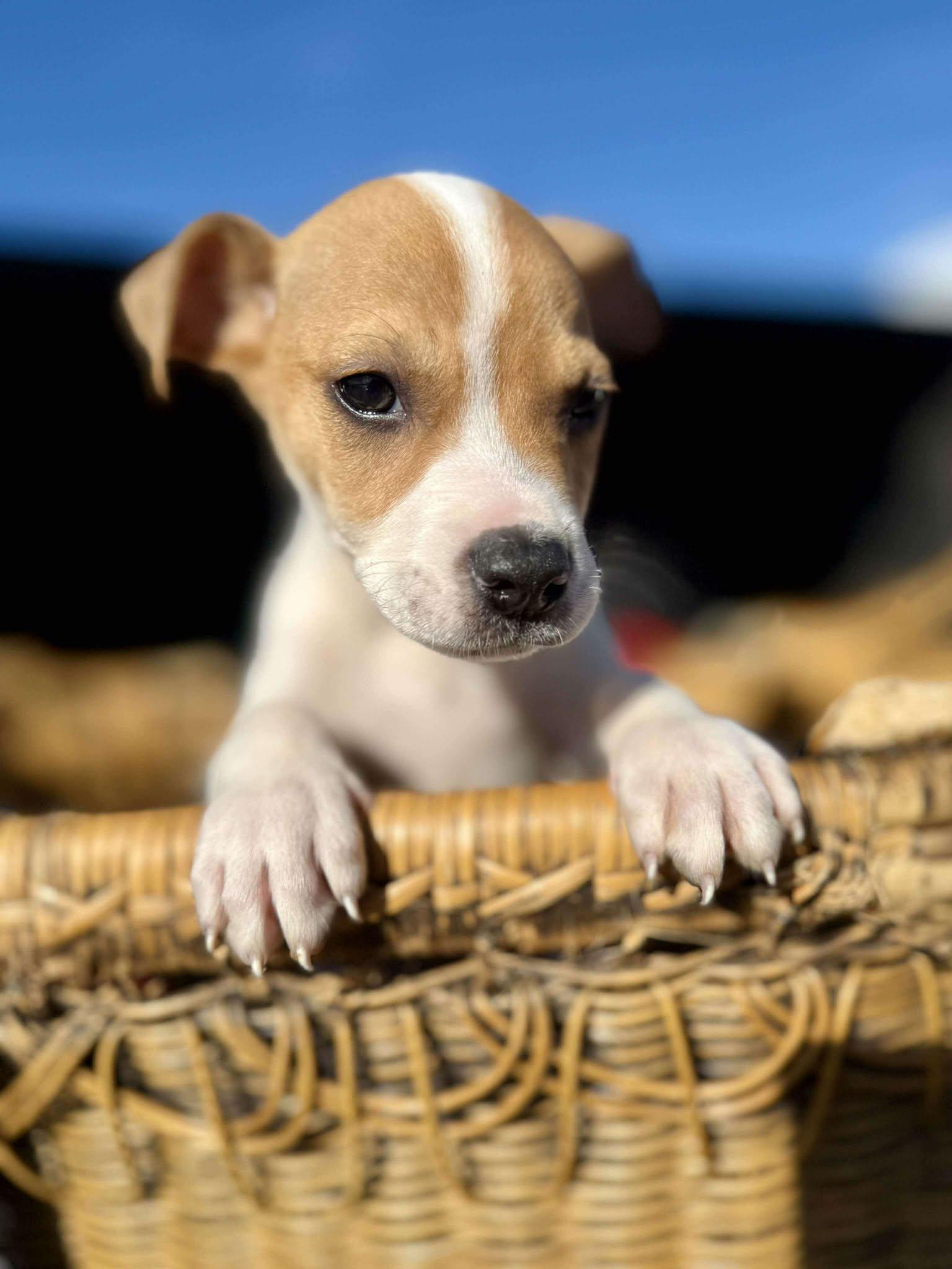Enlarge Ravioli , a Adoptable mixed breed in Smithfield, RI image 4/6