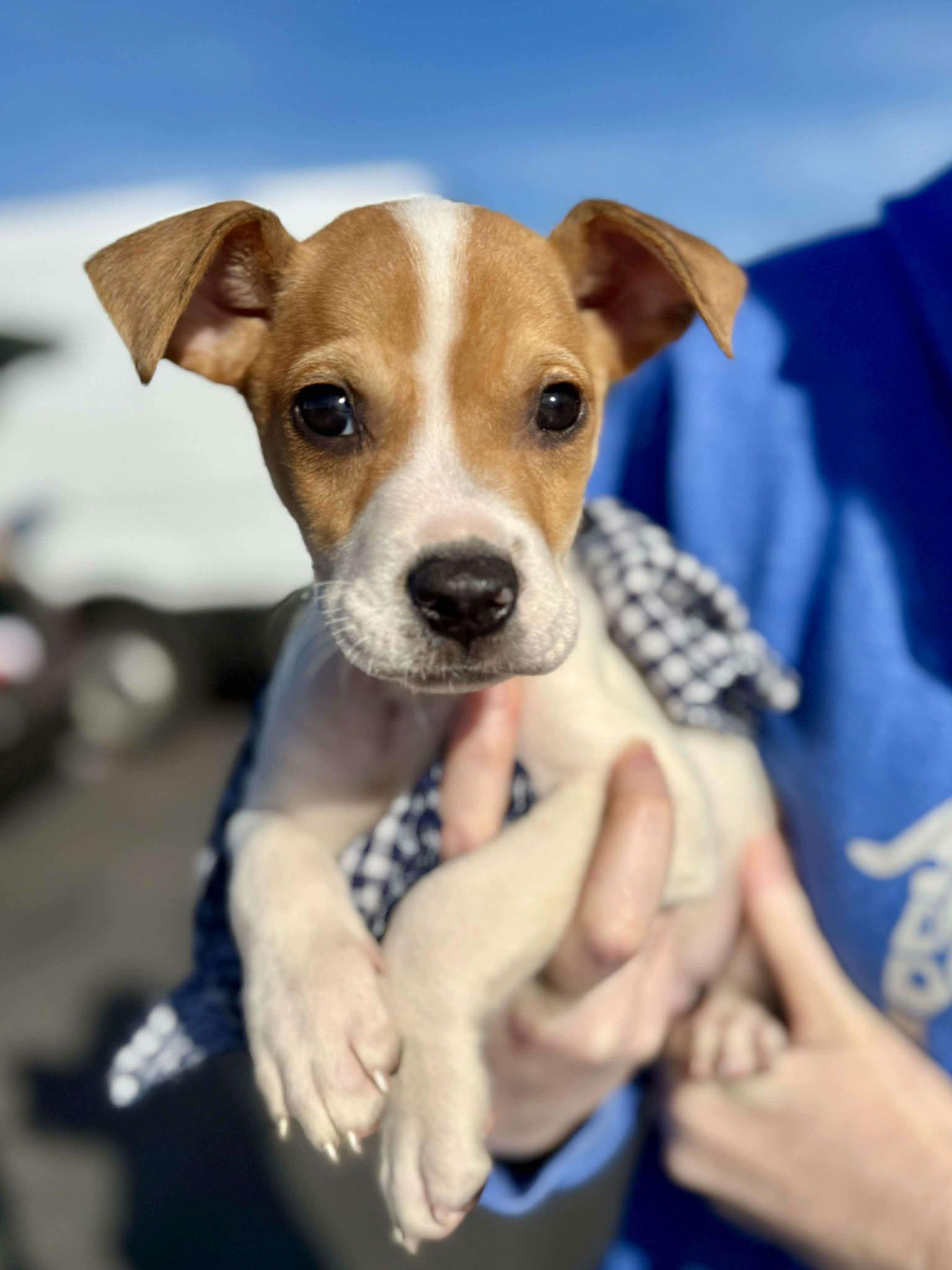 Enlarge Ravioli , a Adoptable mixed breed in Smithfield, RI image 1/6