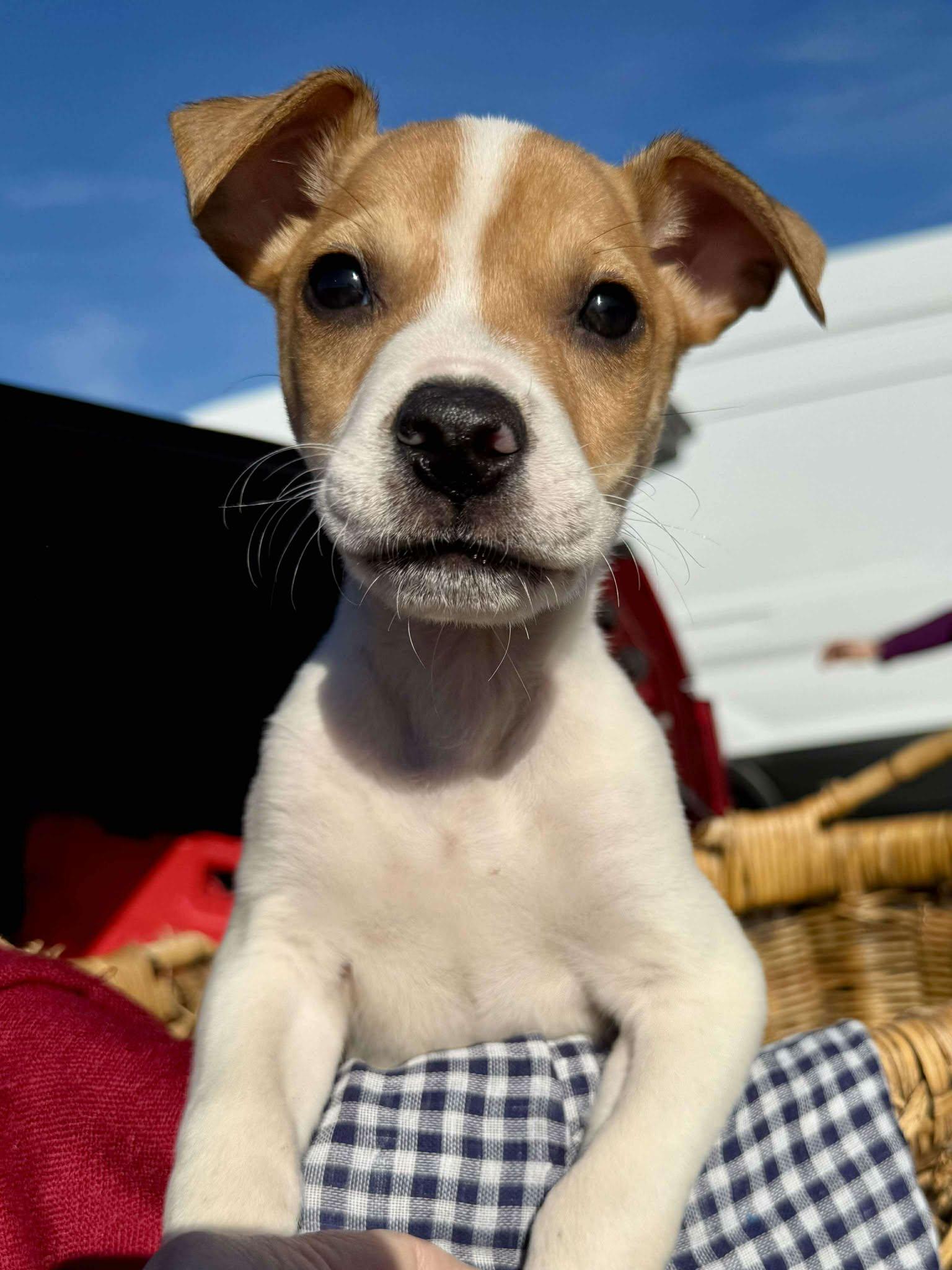 Enlarge Ravioli , a Adoptable mixed breed in Smithfield, RI image 6/6