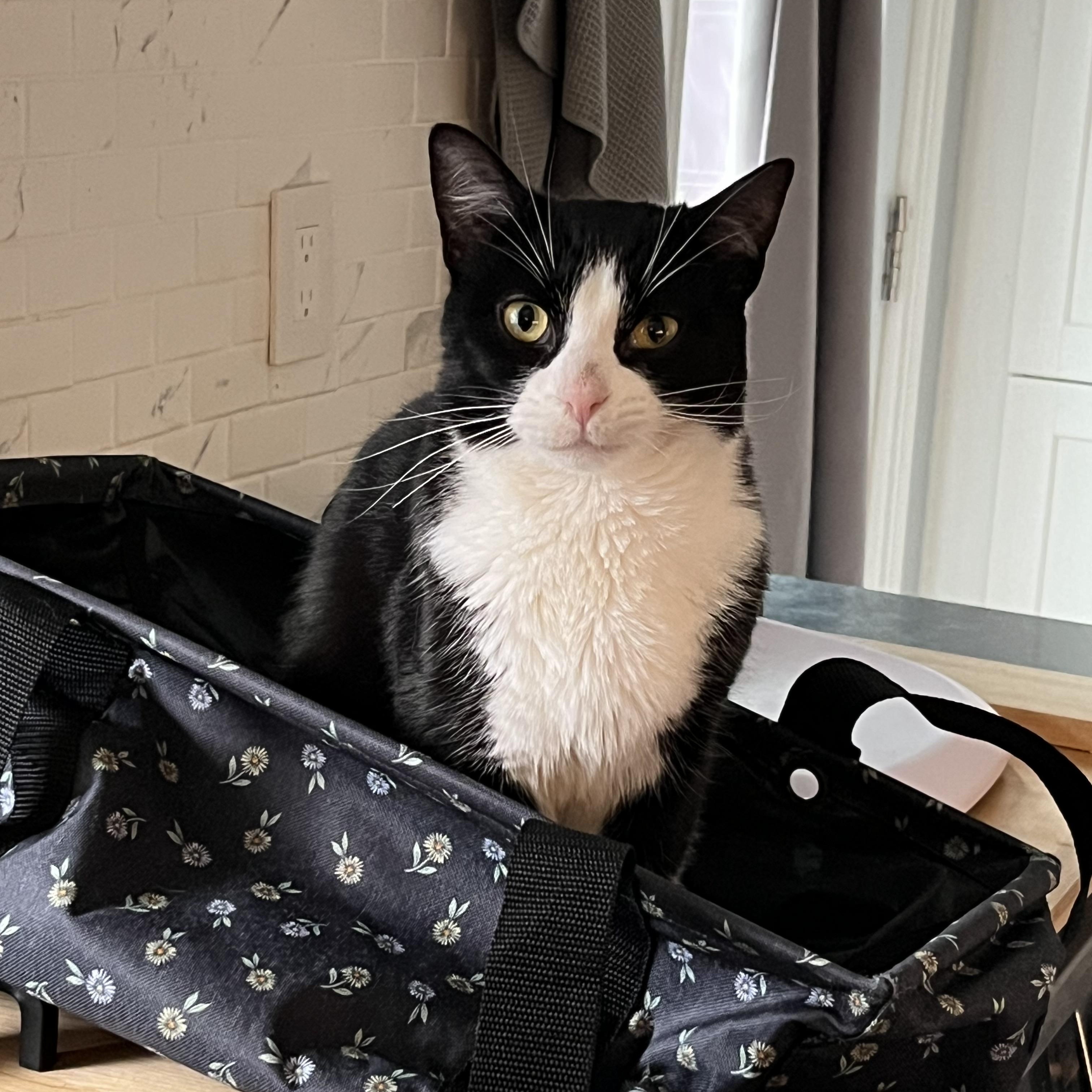 Pluto, ADOPTABLE, Adult Male Domestic Short Hair.