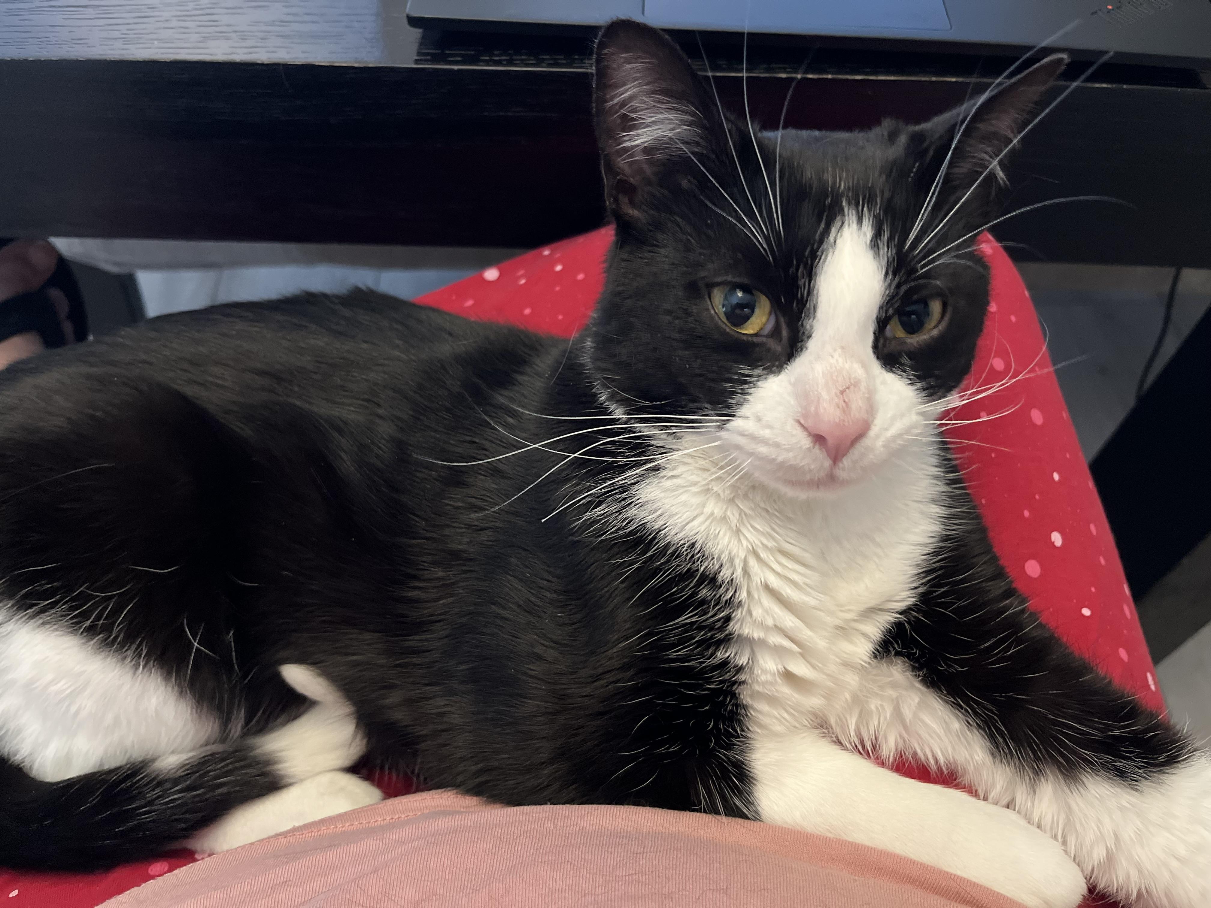Enlarge Pluto, a ADOPTABLE Domestic Short Hair in Toronto, ON image 2/3