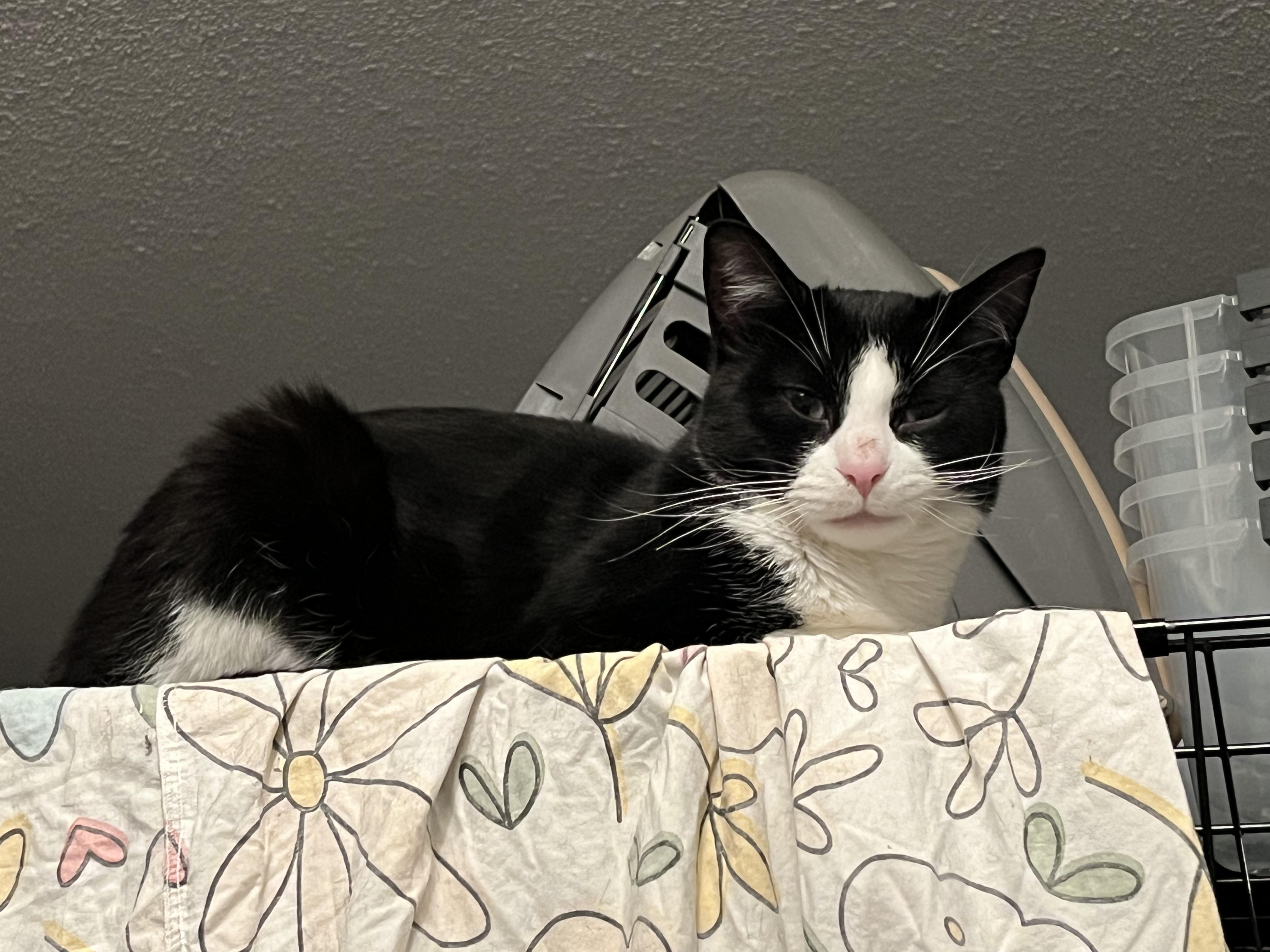 Enlarge Pluto, a ADOPTABLE Domestic Short Hair in Toronto, ON image 3/3