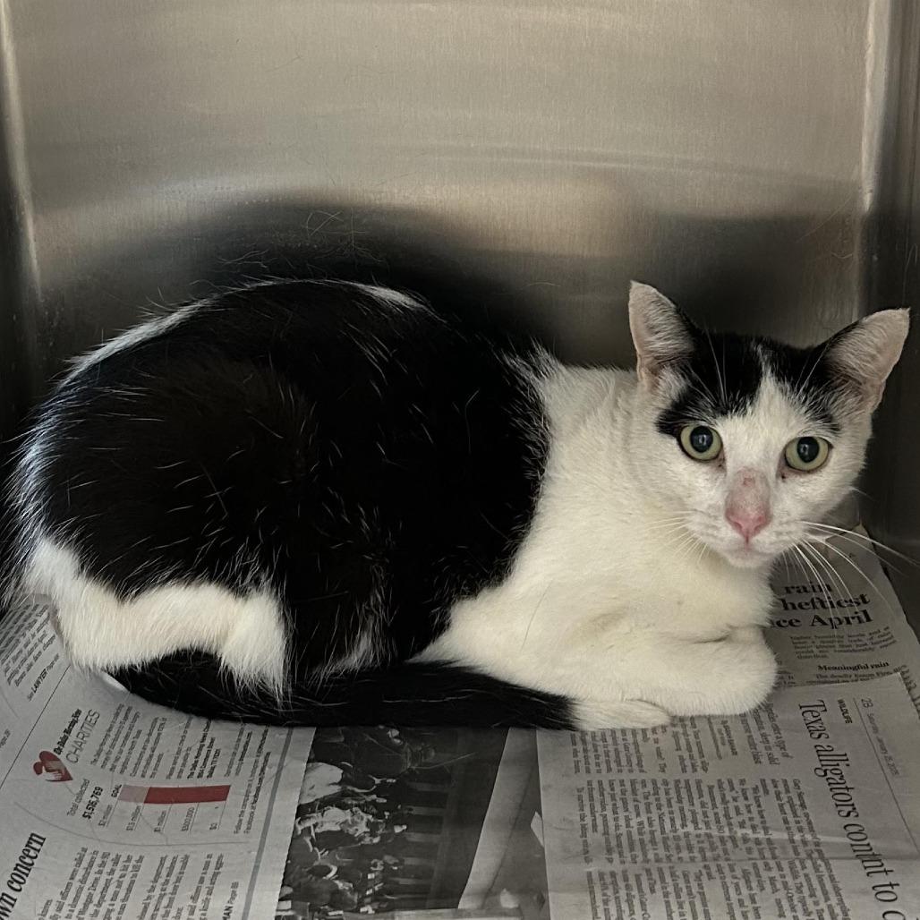 Spring, Adoptable, Young Female Domestic Short Hair.