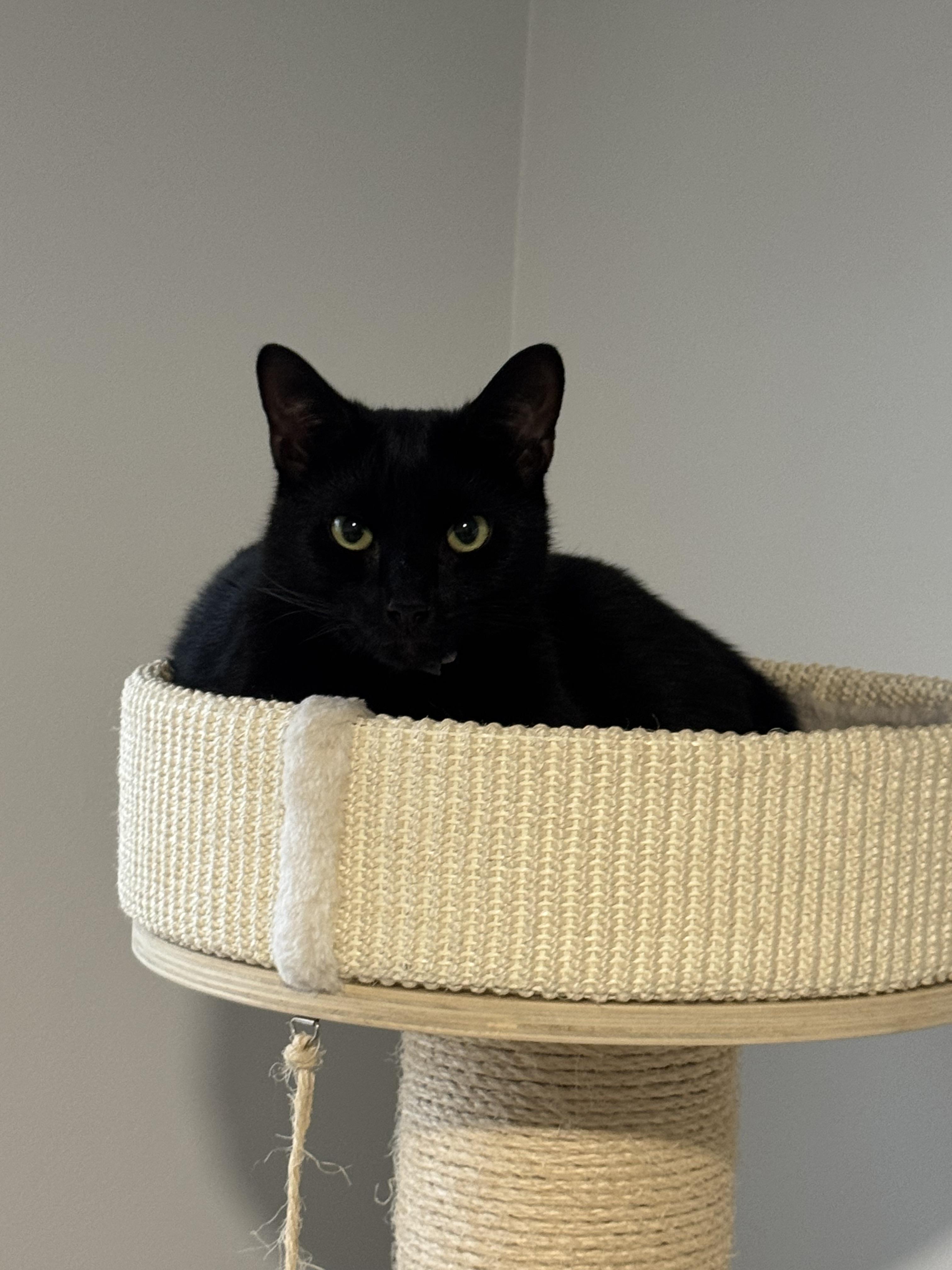 Enlarge Rachel and Ross, a Adoptable Domestic Short Hair in Charlotte, NC image 2/2