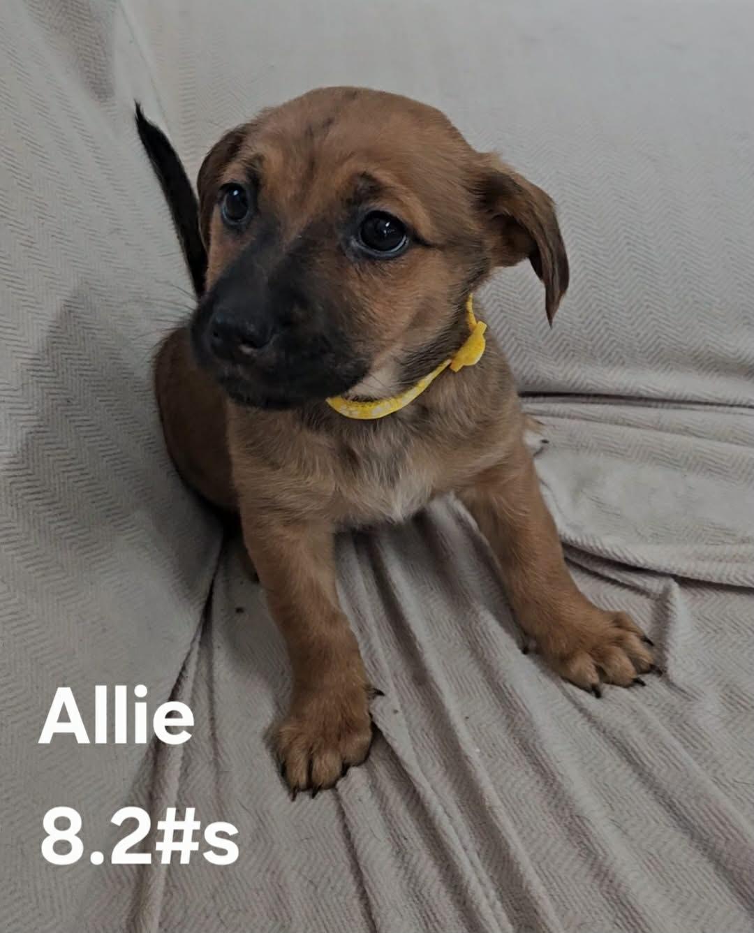 Enlarge Allie, a ADOPTABLE mixed breed in Union Grove, WI image 1/1