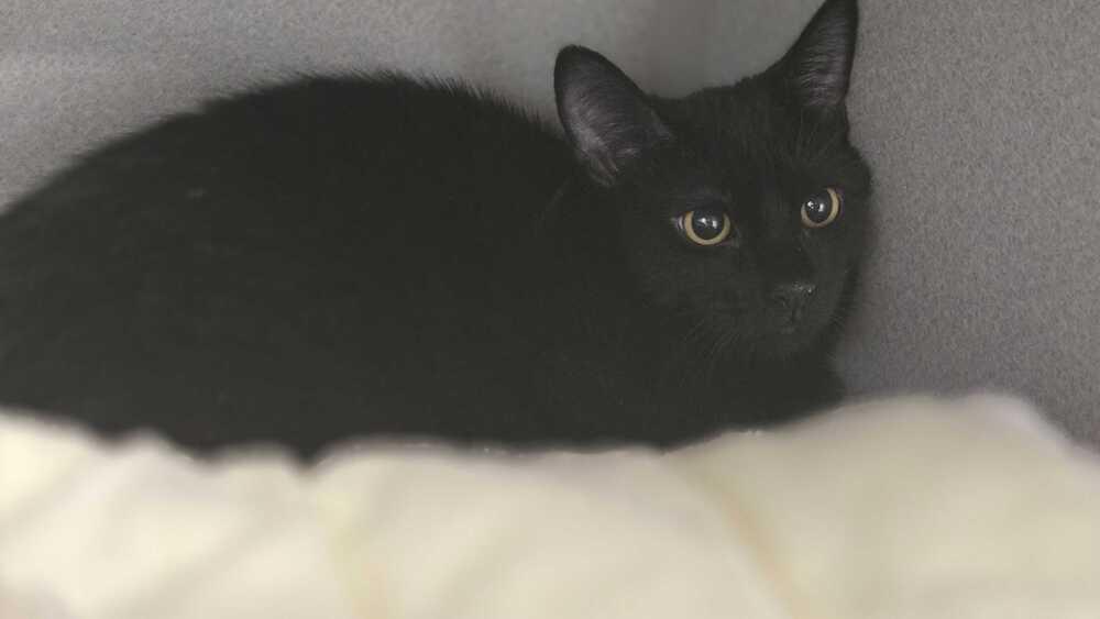 Enlarge Tilly Minx, a Adoptable mixed breed in Bowling Green, OH image 1/2