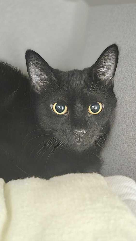 Enlarge Tilly Minx, a Adoptable mixed breed in Bowling Green, OH image 2/2