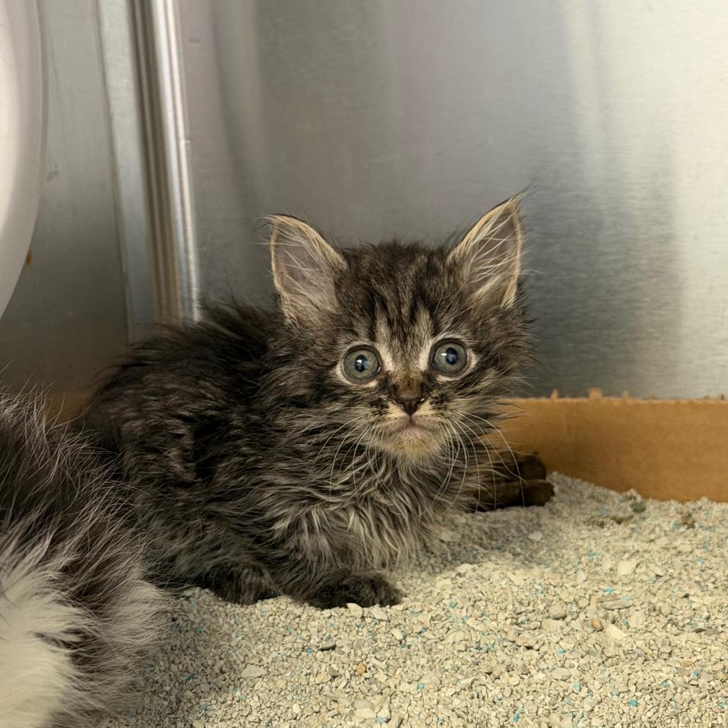Enlarge Meowtini, a Adoptable Domestic Long Hair in Martinsville, VA image 1/1
