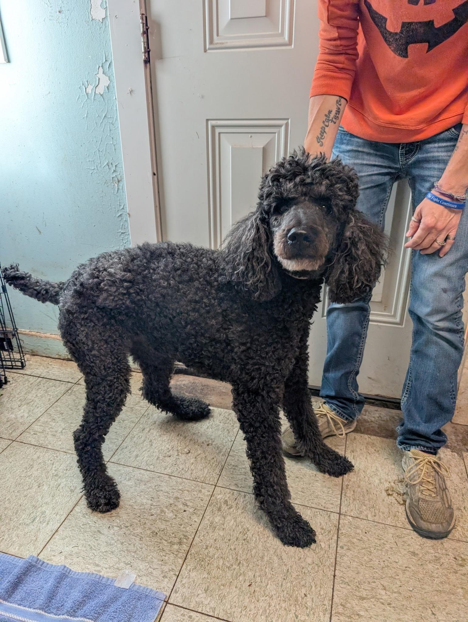 Margo, Adoptable, Senior Female Standard Poodle.