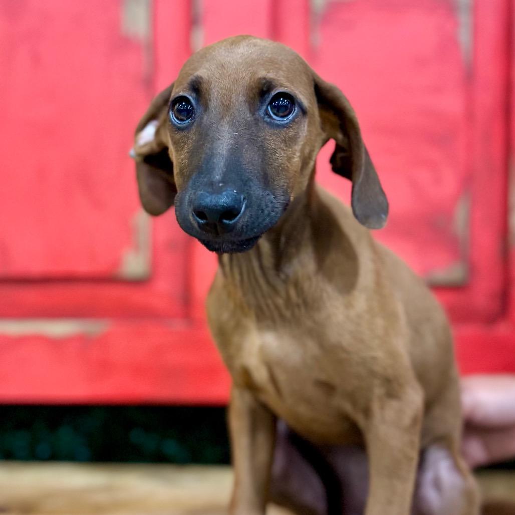 Chloe (Ruby), Adoptable, Young Female German Shorthaired Pointer & Doberman Pinscher.