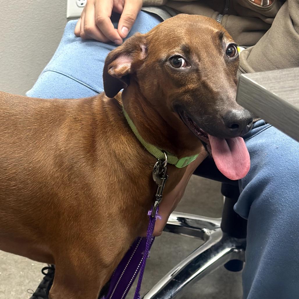 Chloe (Ruby), a Adoptable mixed breed in Midland, TX image 2/5