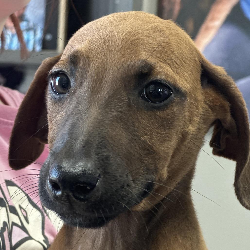 Chloe (Ruby), a Adoptable mixed breed in Midland, TX image 3/5