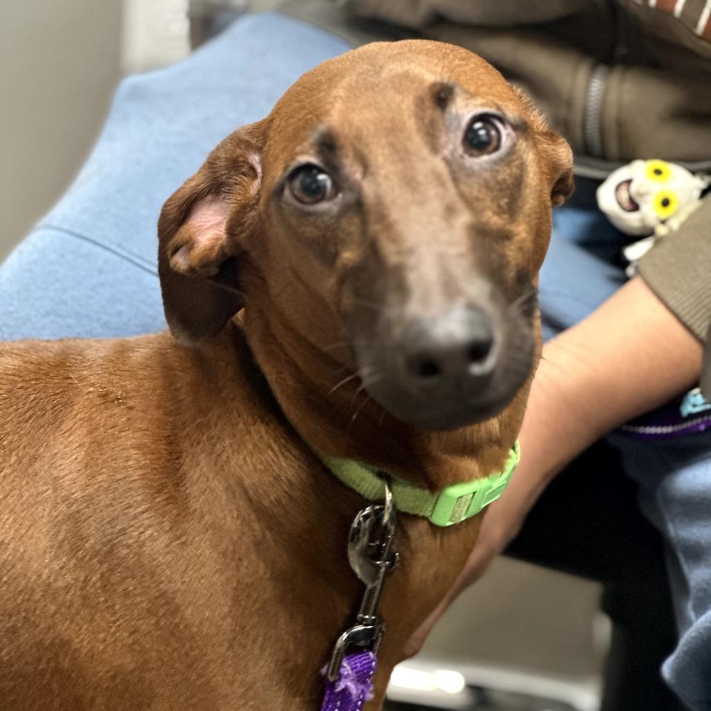 Chloe (Ruby), a Adoptable mixed breed in Midland, TX image 5/5