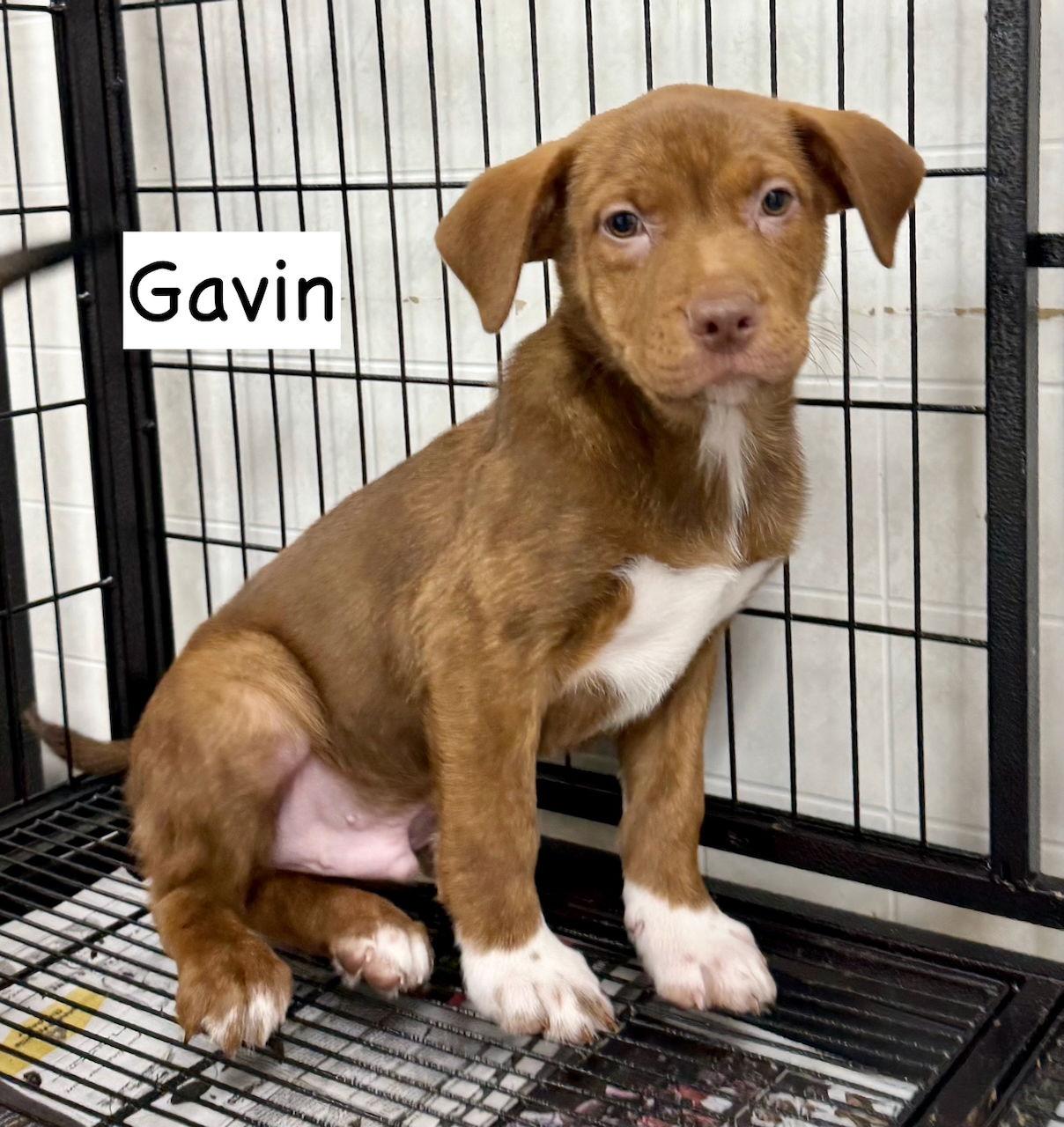 Enlarge Gavin, a Adopted mixed breed in GILBERTS, IL image 1/3