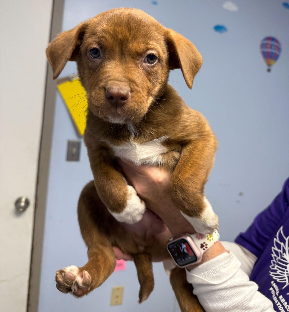 Enlarge Gavin, a Adopted mixed breed in GILBERTS, IL image 2/3