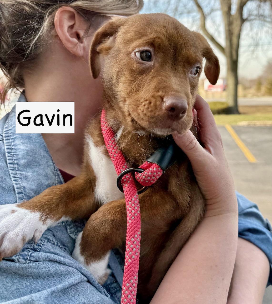 Enlarge Gavin, a Adopted mixed breed in GILBERTS, IL image 3/3