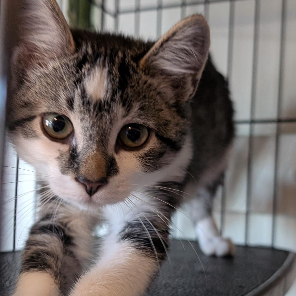 Electron, a Adoptable Domestic Short Hair in South Haven, MI image 1/5