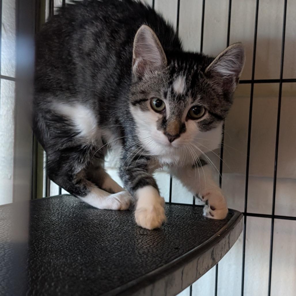 Electron, a Adoptable Domestic Short Hair in South Haven, MI image 2/5