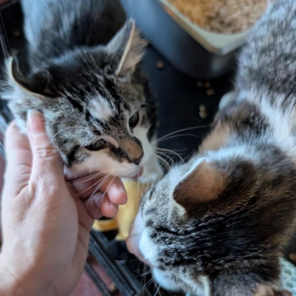 Electron, a Adoptable Domestic Short Hair in South Haven, MI image 3/5