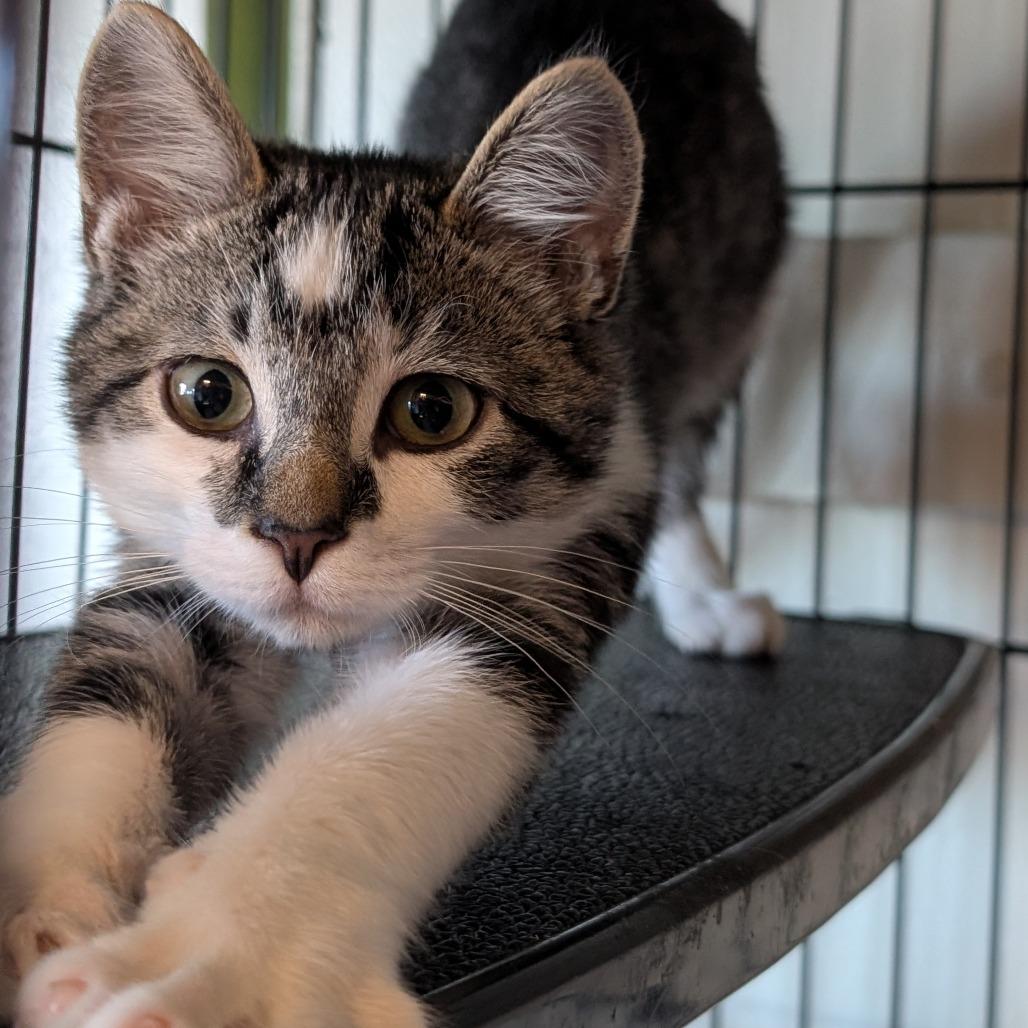 Electron, a Adoptable Domestic Short Hair in South Haven, MI image 4/5