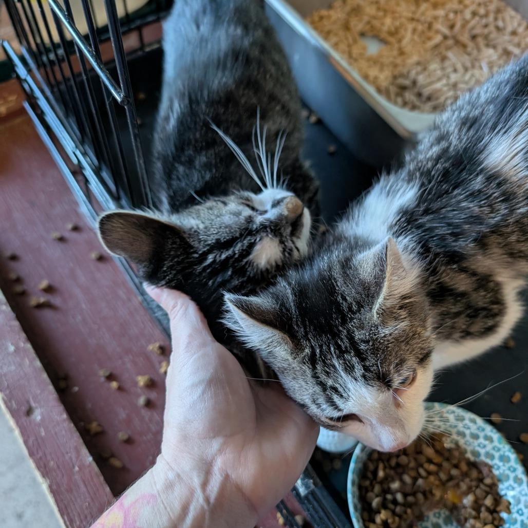 Electron, a Adoptable Domestic Short Hair in South Haven, MI image 5/5