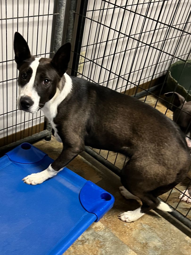 Enlarge Evelyn, a Adoptable mixed breed in Bolivar, TN image 5/8