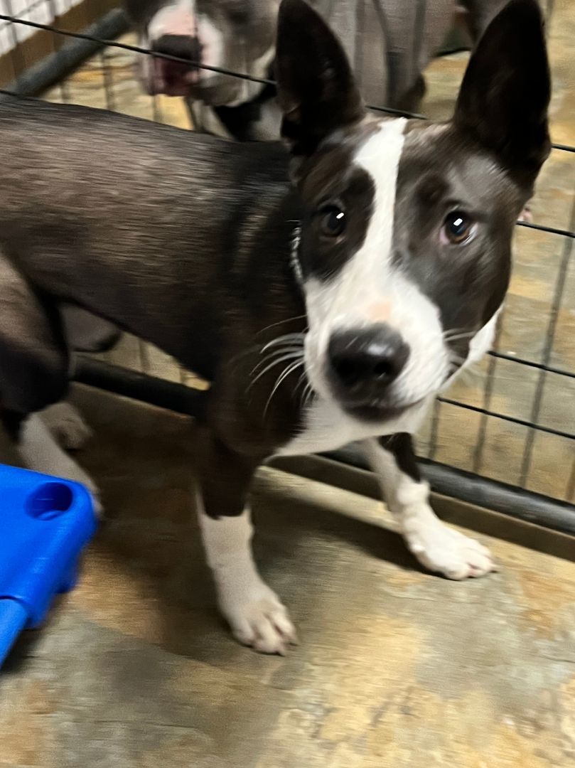 Enlarge Evelyn, a Adoptable mixed breed in Bolivar, TN image 6/8