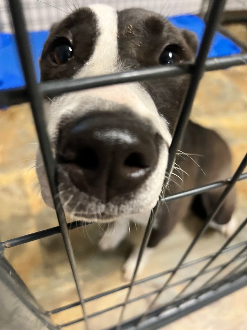 Enlarge Evelyn, a Adoptable mixed breed in Bolivar, TN image 7/8