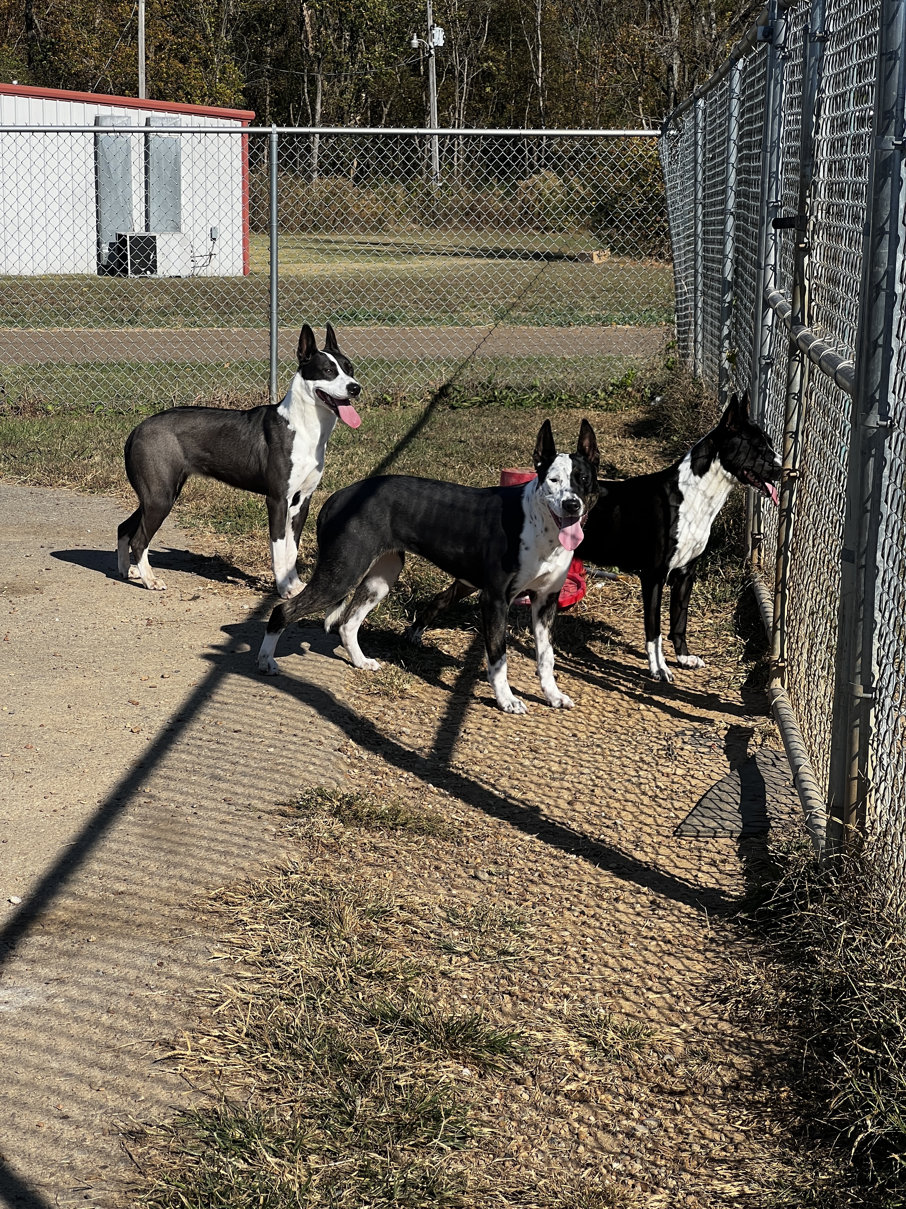 Enlarge Evelyn, a Adoptable mixed breed in Bolivar, TN image 8/8