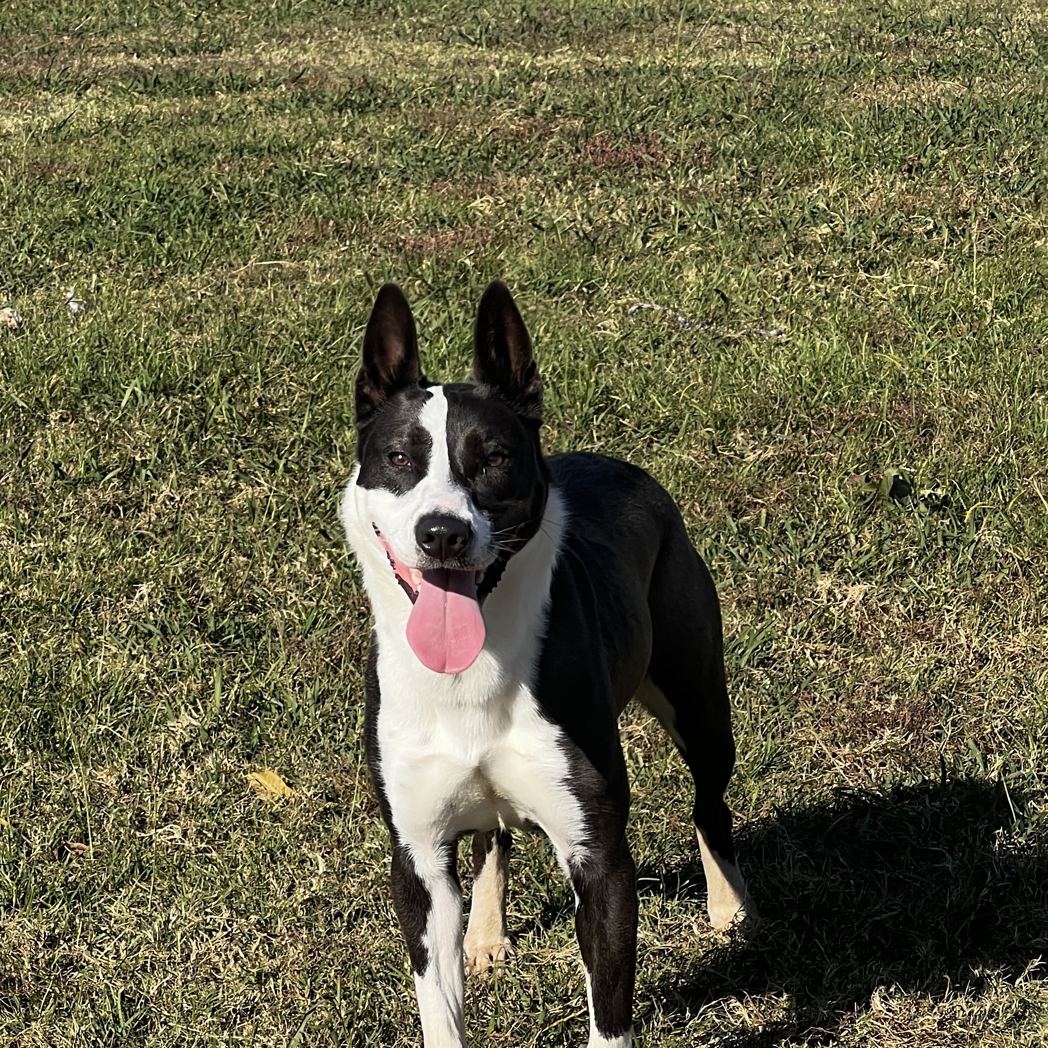 Enlarge Evelyn, a Adoptable mixed breed in Bolivar, TN image 1/8