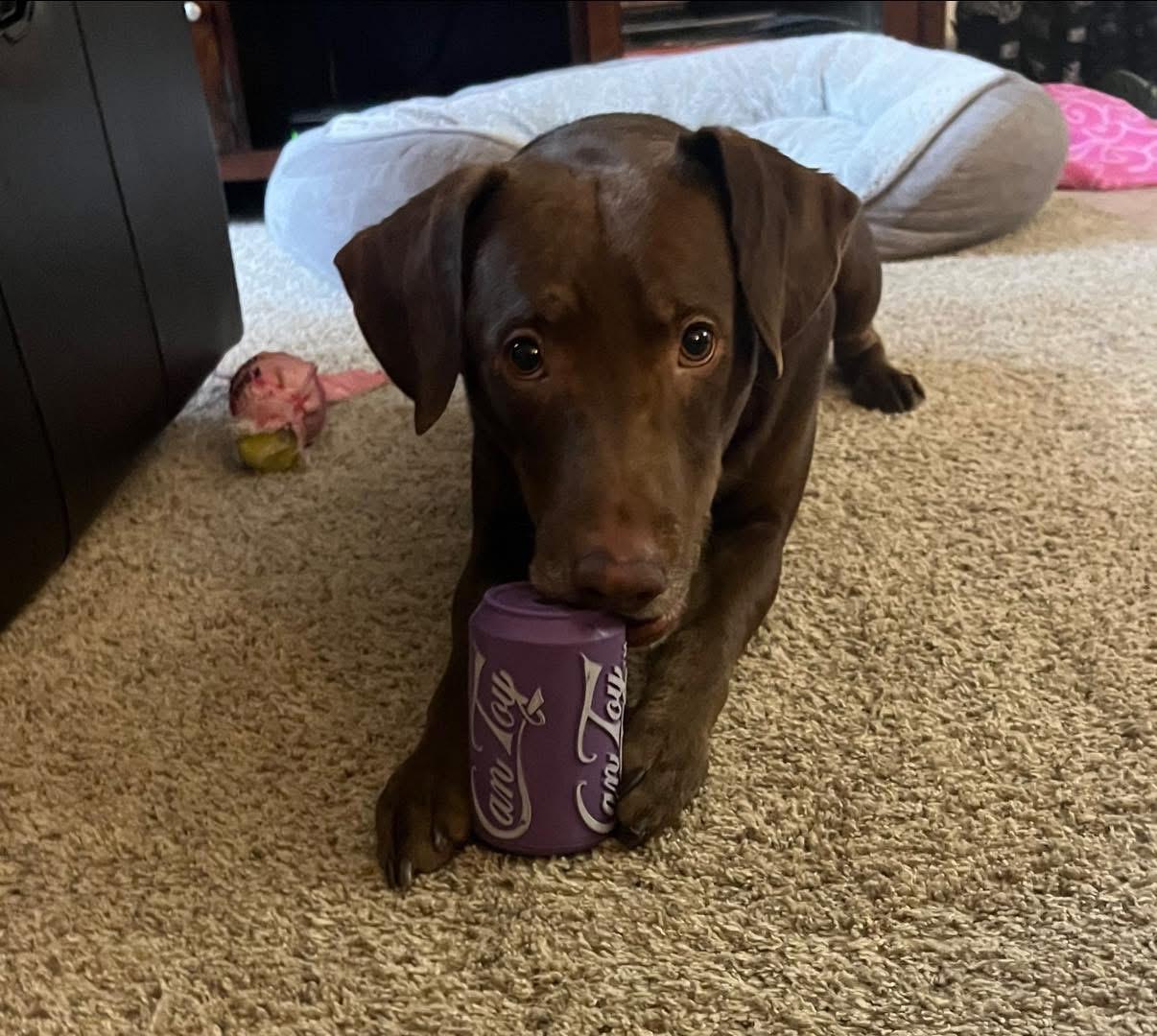 Enlarge Chopito, a ADOPTABLE mixed breed in Elkton, MD image 6/6