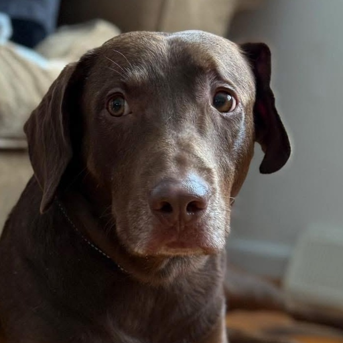Chopito, ADOPTABLE, Adult Male Labrador Retriever.