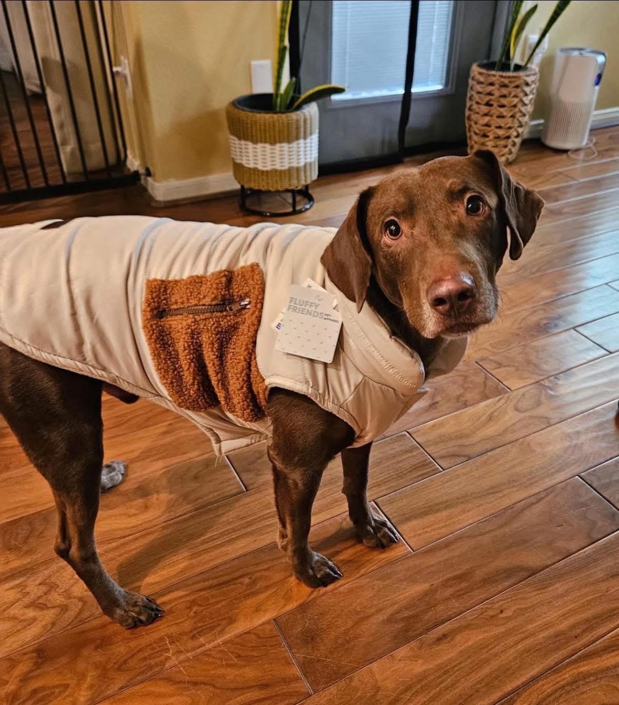 Enlarge Chopito, a ADOPTABLE mixed breed in Elkton, MD image 4/6