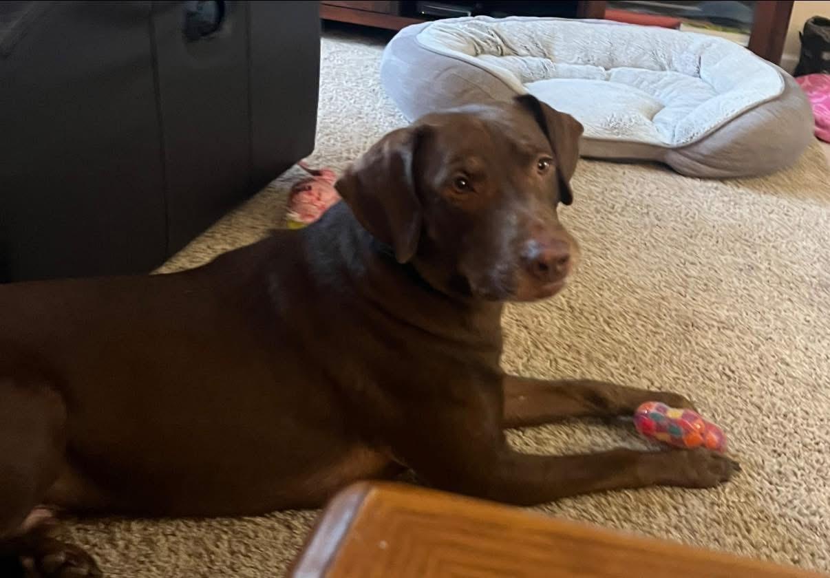 Enlarge Chopito, a ADOPTABLE mixed breed in Elkton, MD image 2/6