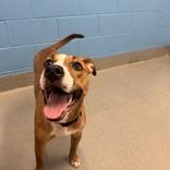 Enlarge Maggie Mae, a ADOPTABLE Mixed Breed in Hilliard, OH image 2/2