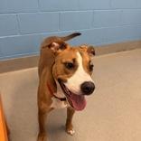 Enlarge Maggie Mae, a ADOPTABLE Mixed Breed in Hilliard, OH image 1/2