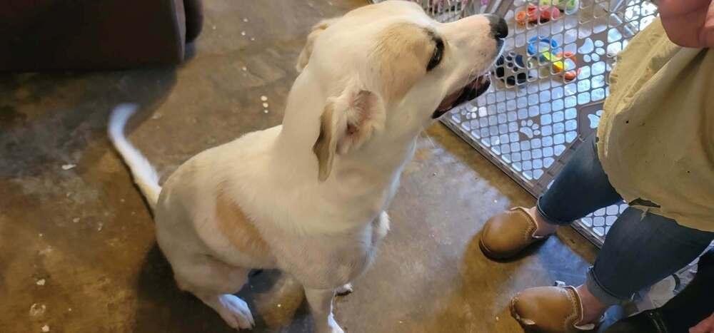 Enlarge Honey (HoneyBear), a Adoptable mixed breed in New Bedford, MA image 1/1
