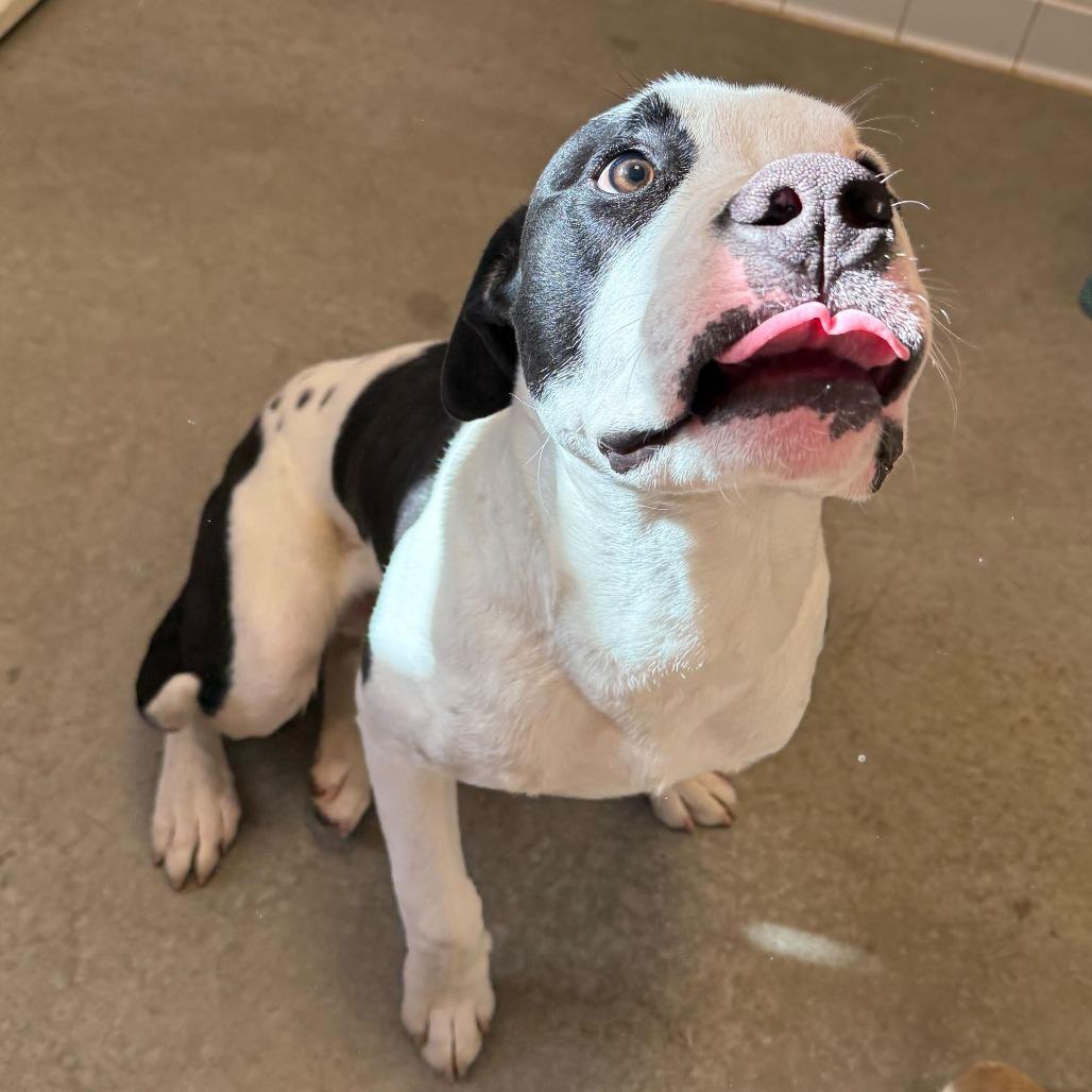 Enlarge Clyde, a Adoptable mixed breed in Rifle, CO image 2/2