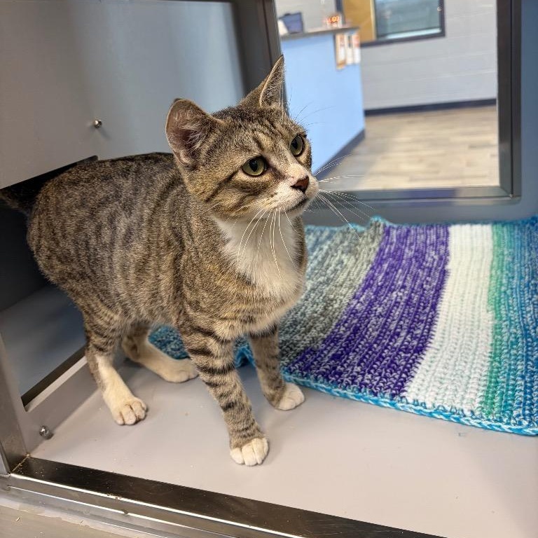 Zena, Adoptable, Adult Female Domestic Short Hair.