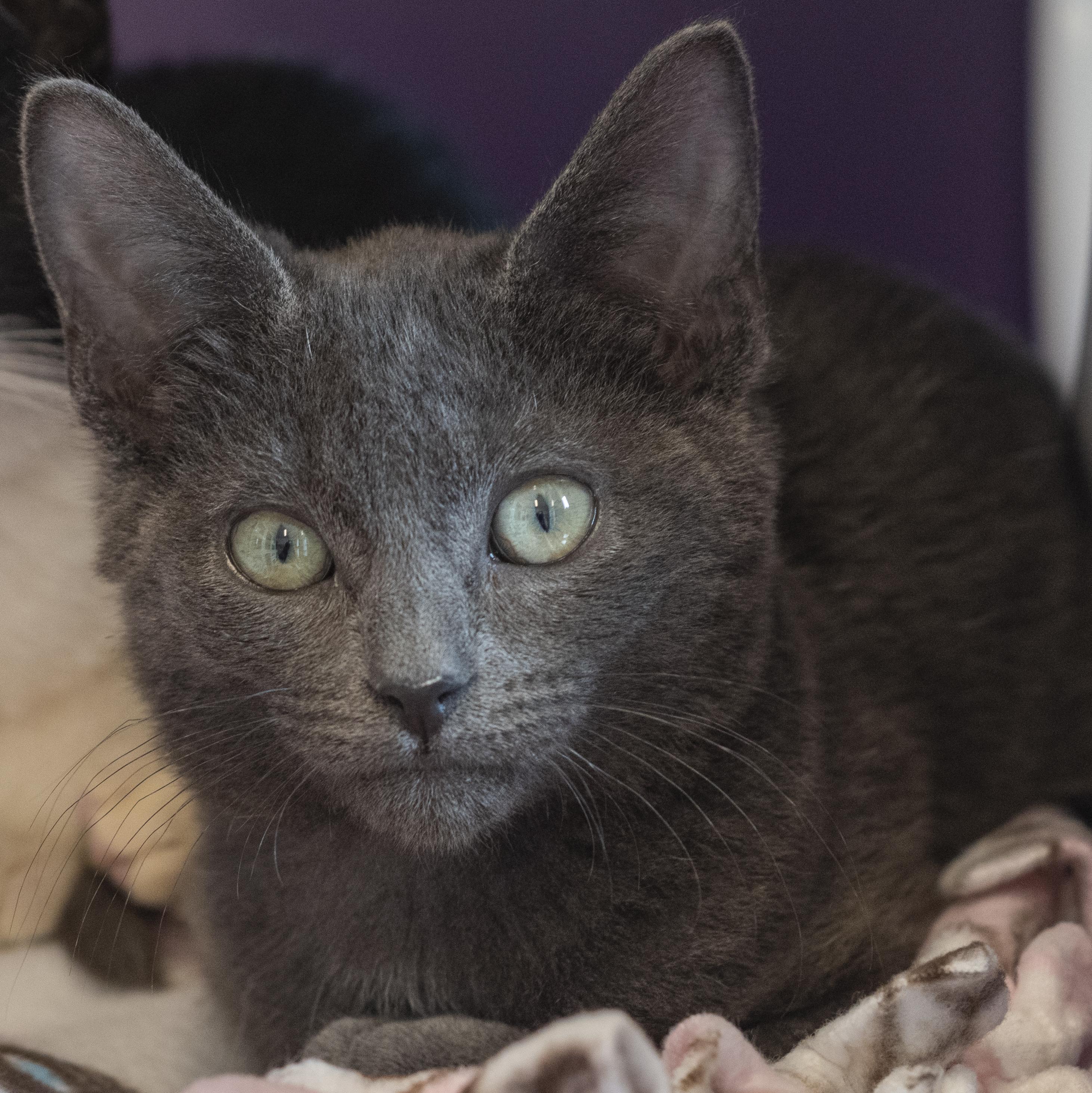 Huzzah, ADOPTABLE, Kitten Male Domestic Short Hair.